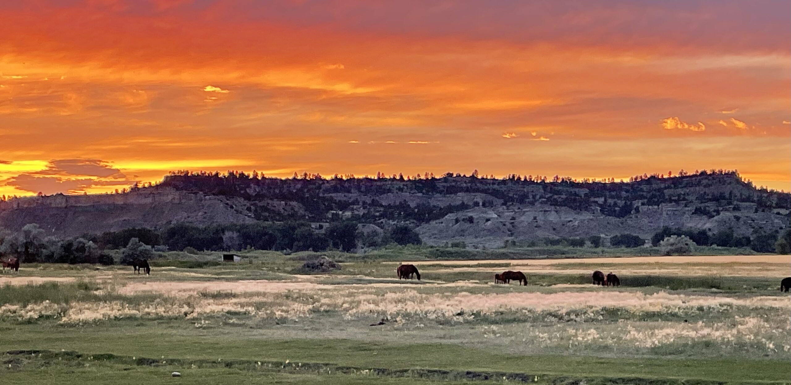 Beautiful photo of horses in a field in Montana at sunset