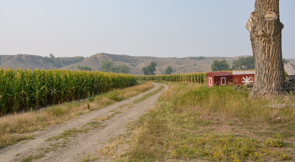 Irrigated crops on this farm with exceptional yields of corn, beets, and hay over the years.