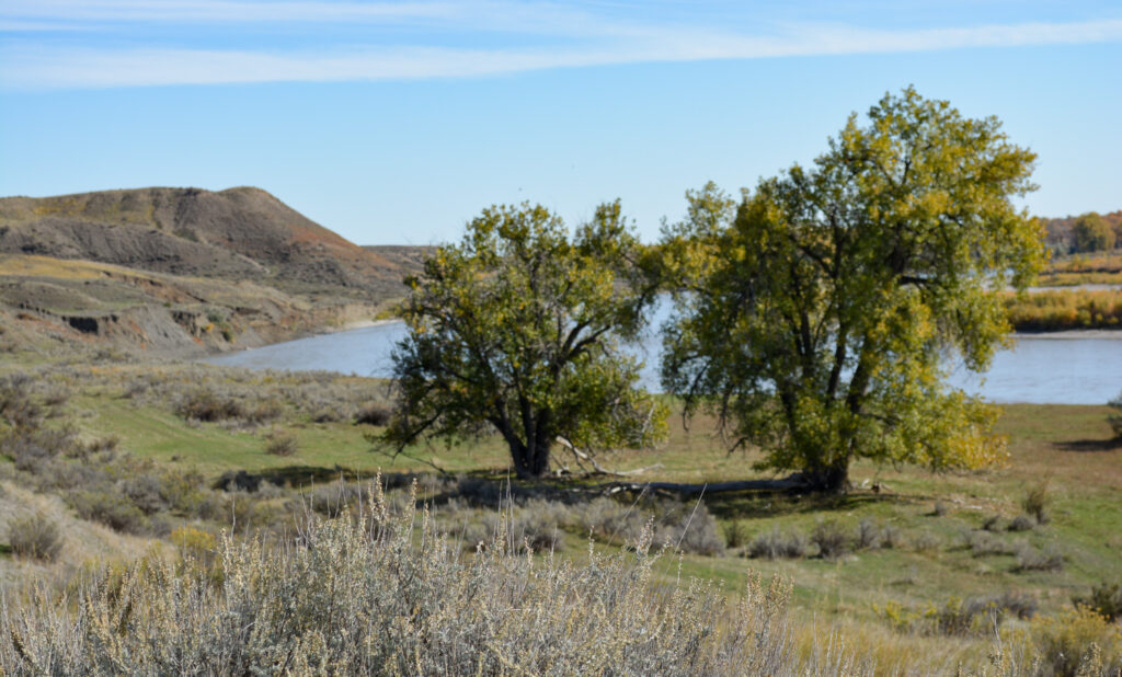 Yellowstone River acreage with trees and pasture land