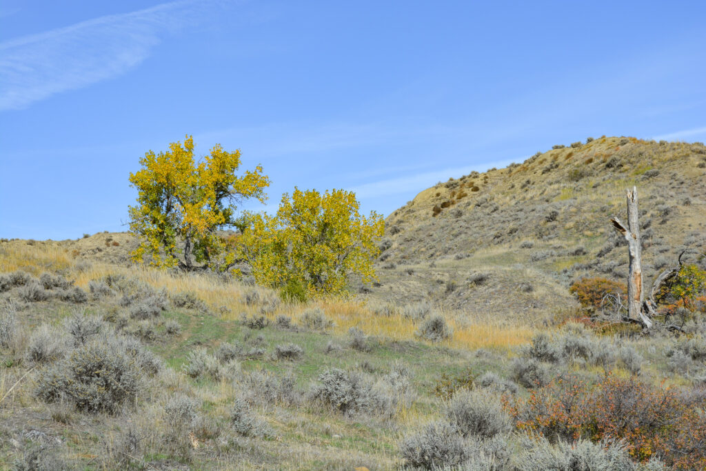 Pasture land with fall trees.