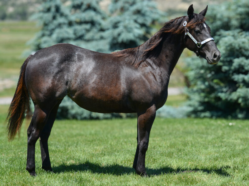 Very fancy black Quarter Horse filly with some roaning on her flanks. Show prospect.