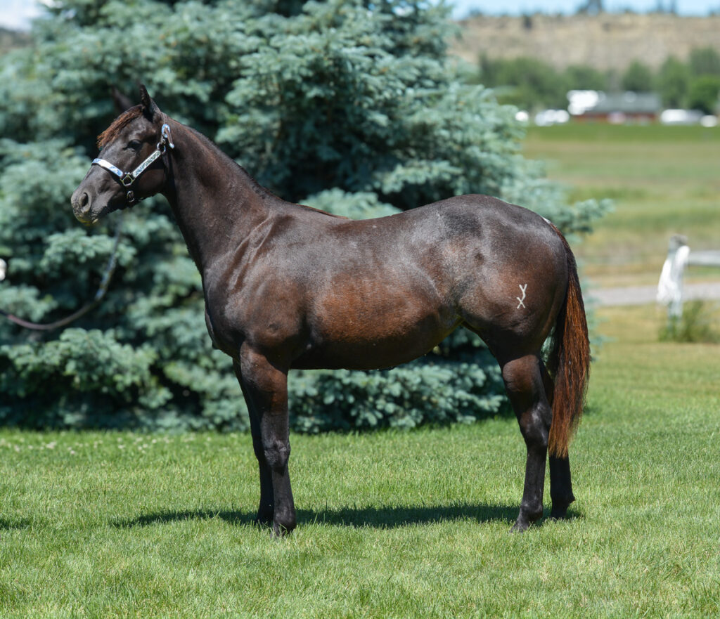 Very fancy black Quarter Horse filly with some roaning on her flanks. Show prospect.