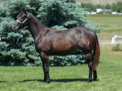 Very fancy black Quarter Horse filly with some roaning on her flanks. Show prospect.