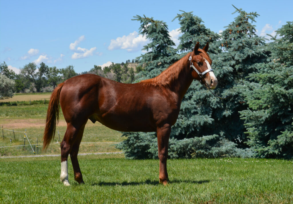 Flashy sorrel Quarter Horse gelding; great cutting or reined cowhorse prospect.