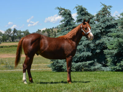 Flashy sorrel Quarter Horse gelding; great cutting or reined cowhorse prospect.