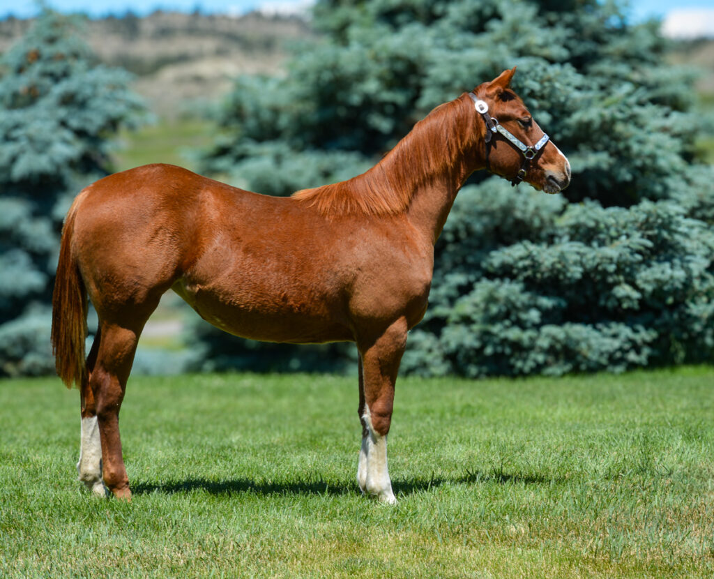 2023 Sorrel Quarter Horse filly.