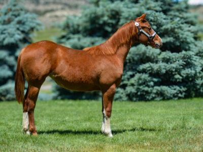 Flashy sorrel Quarter Horse filly with three high white socks.