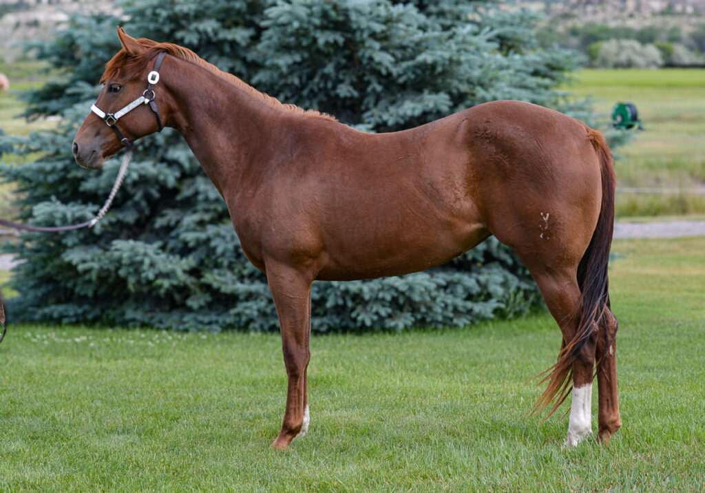 Lovely 2022 sorrel Quarter Horse mare;