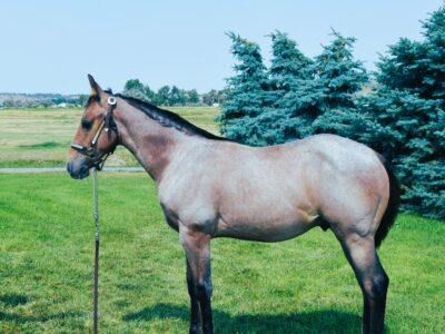 Bay roan colt consigned to NILE Horse sale