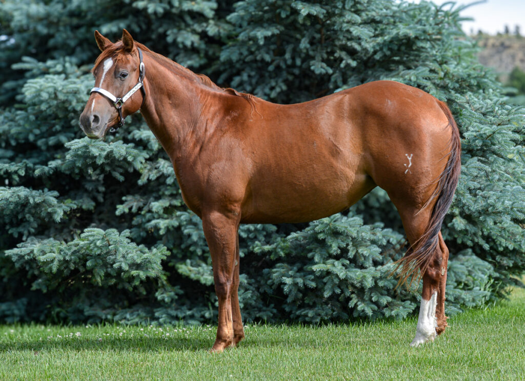 Two year old sorrel Quarter Horse mare with one hind sock.  A gorgeous granddaughter of Zipanic, out of a daughter of our beloved Petunia.