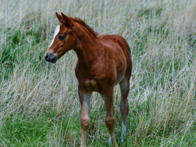 Weanling colt for sale sired by Smooth As A Cat
