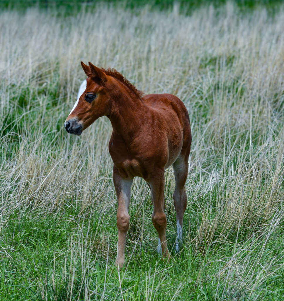 Weanling colt for sale sired by Smooth As A Cat