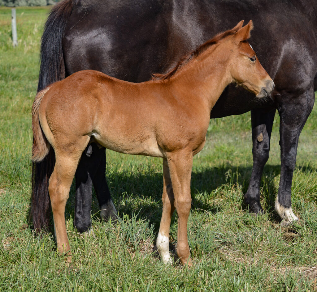 2024 sorrel Quarter Horse colt with excellent athletic conformation.