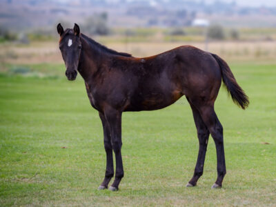 Black daughter of A Vintage Smoke for sale