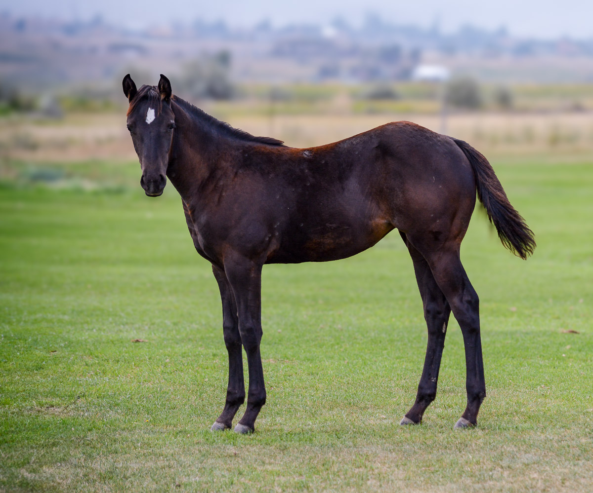 Black daughter of A Vintage Smoke for sale