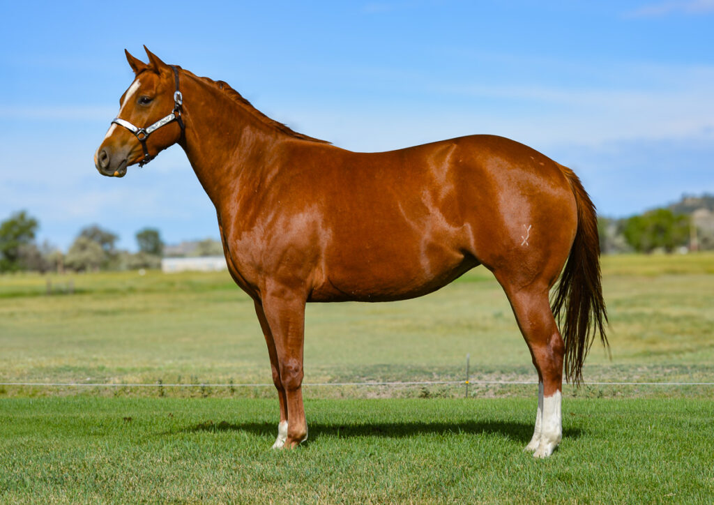 Beautiful broke-to-ride three year old sorrel Quarter Horse mare. 