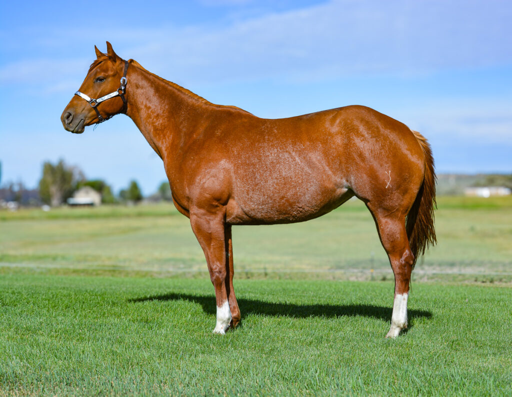 Four year old Quarter Horse mare who is broke to ride. Sired by Have a Kit Cat.