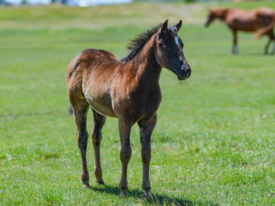 Black reining horse prospect - Quarter Horse pedigree