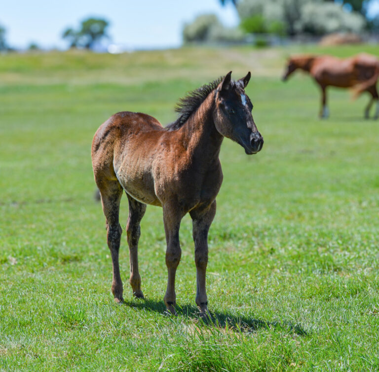 Black reining horse prospect - Quarter Horse pedigree