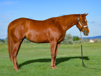 Two year old Quarter Horse filly, ready to show