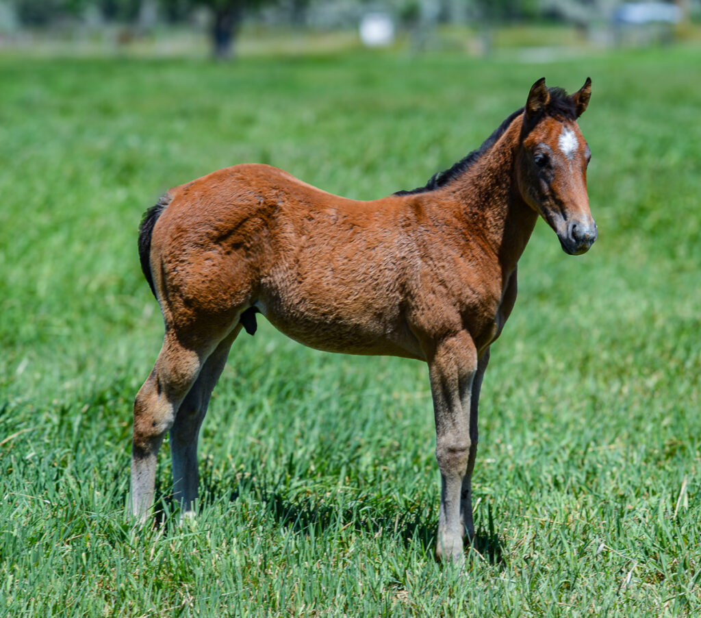 2024 bay roan Quarter Horse rope or performance horse prospect.