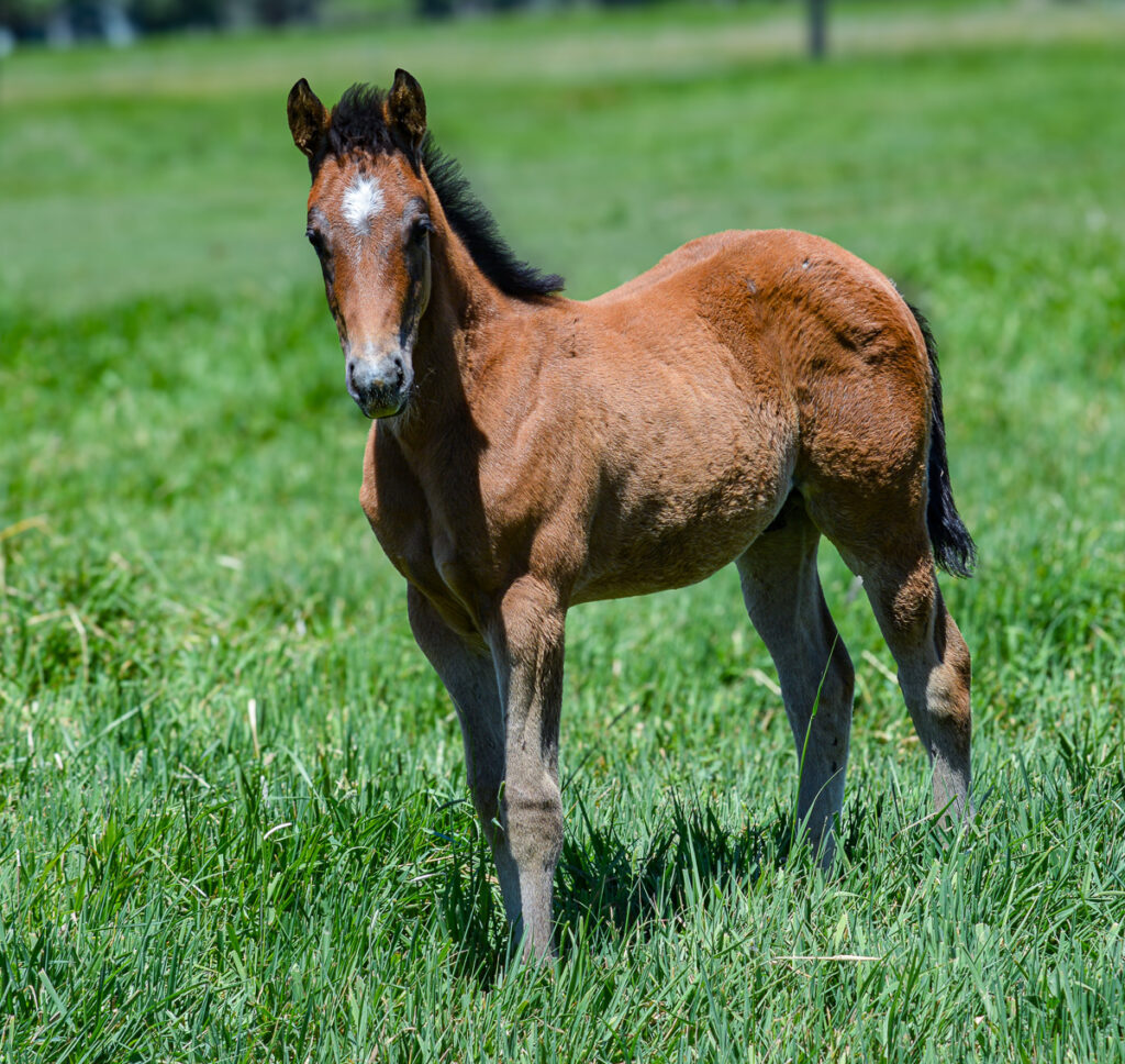 Bay roan Quarter Horse colt looking at the camera.