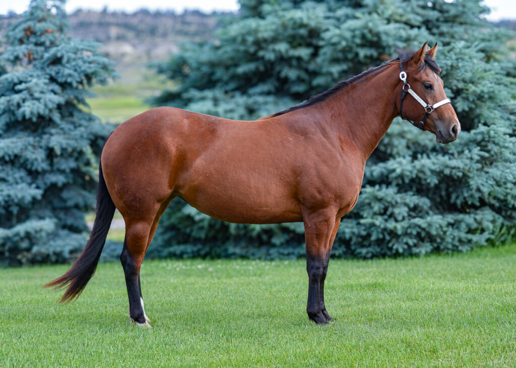 Broke to ride 2021 bay Quarter Horse mare with excellent conformation.