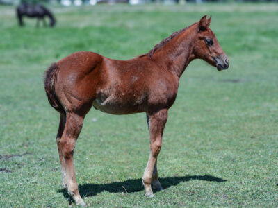 Quarter Horse colt by Sanctus, Cutting Horse Hall of Fame inductee