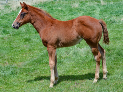 Weanling filly by Smooth As A Cat for sale