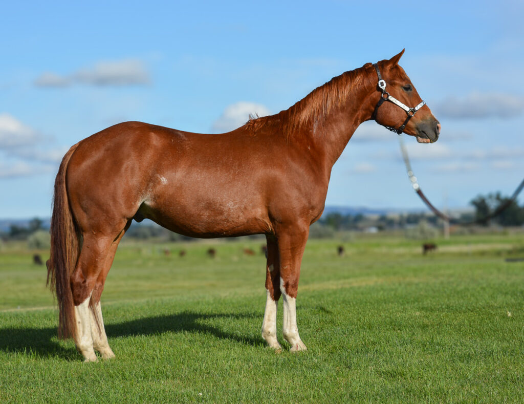 Well broke 2021 sorrel Quarter Horse gelding with excellent conformation.  A full brother to PRCA tie down and head horses.