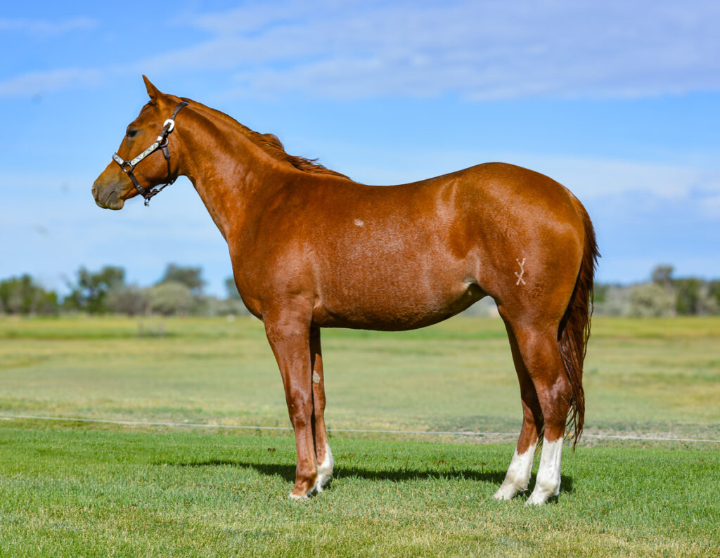 Quarter horse filly who is a full sister to a winning roping futurity horse.