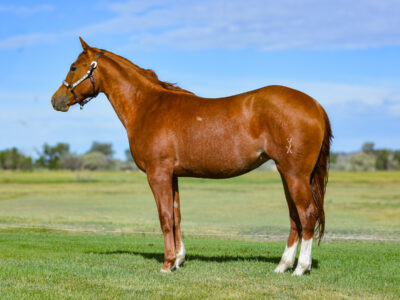 Quarter horse filly who is a full sister to a winning roping futurity horse