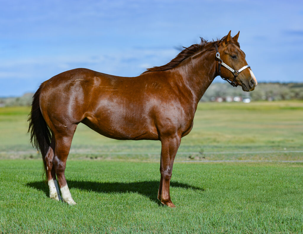 Flashy chestnut Quarter Horse mare - reining or working cow horse prospect. Granddaughter of Cats Merada.