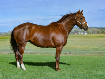 Flashy chestnut Quarter Horse mare - reining or working cow horse prospect