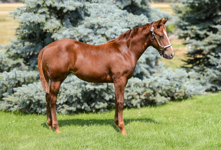 Daughter of Smooth As A Cat consigned to NILE Horse Sale